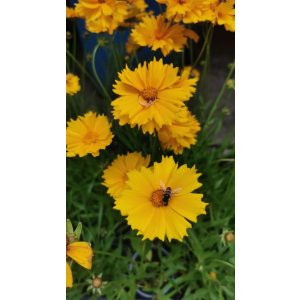 Menyecskeszem - Coreopsis grandiflora