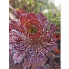 Fás kövirózsa - Aeonium arboreum Atropurpureum