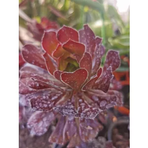 Fás kövirózsa - Aeonium arboreum Atropurpureum