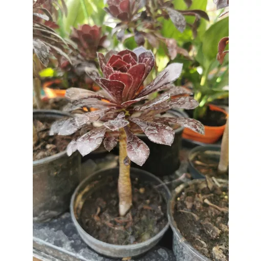 Fás kövirózsa - Aeonium arboreum Atropurpureum