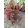 Pettyeslevél - Hypoestes Red