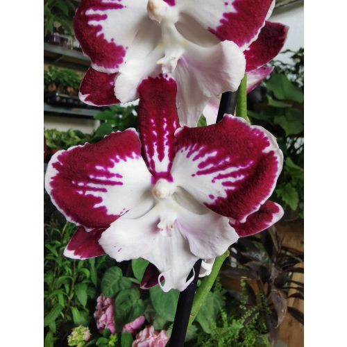 Phalaenopsis 'Tinkerbell's Kizz'