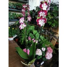 Phalaenopsis Tinkerbells Kizz