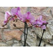 Phalaenopsis 'Formation'