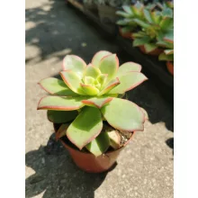 Aeonium haworthii Kiwi - Fás kövirózsa