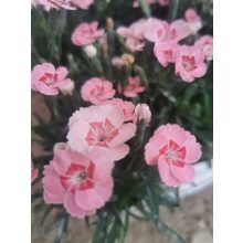 Szegfű - Dianthus Peach Party