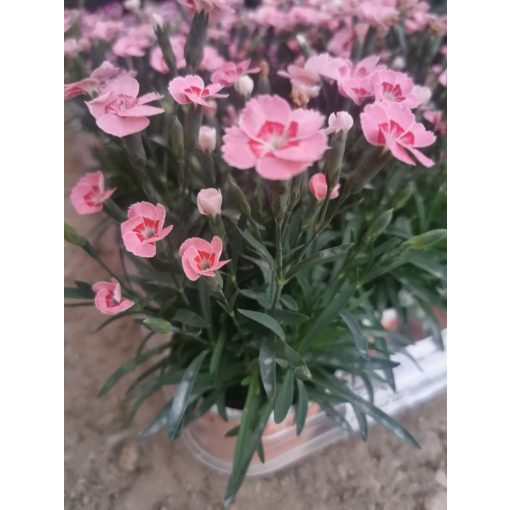 Szegfű - Dianthus Peach Party