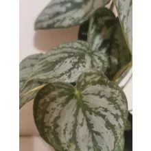 Philodendron brandtianum