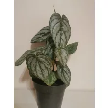 Philodendron brandtianum