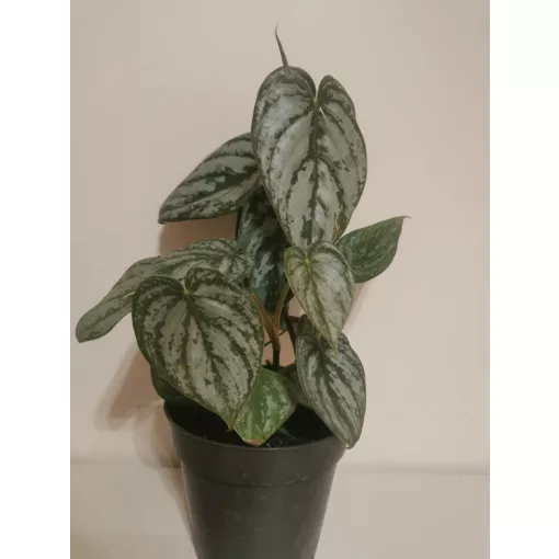 Philodendron brandtianum