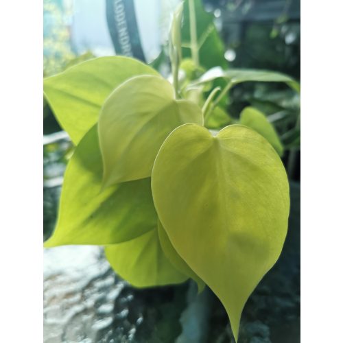 Philodendron scandens 'Micans Lime'