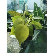 Philodendron scandens 'Micans Lime'