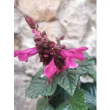 Salvia splendens Vista Purple