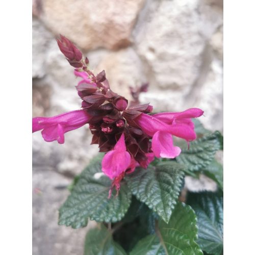 Salvia splendens 'Vista Purple'