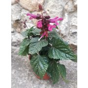 Salvia splendens 'Vista Purple'