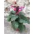 Salvia splendens Vista Purple