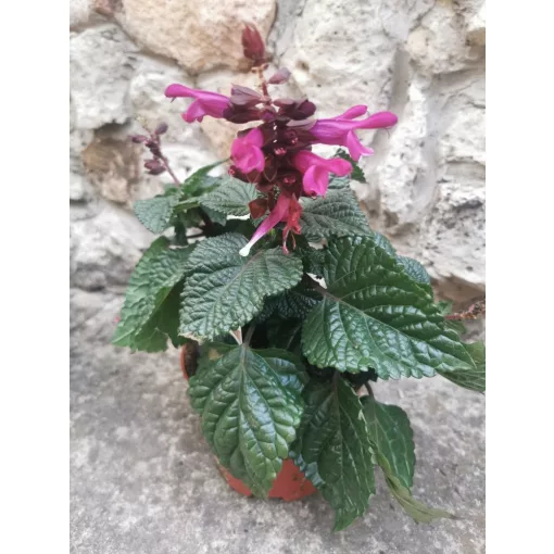 Salvia splendens Vista Purple