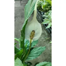 Vitorlavirág - Spathiphyllum Alana