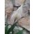 Vitorlavirág - Spathiphyllum Alana