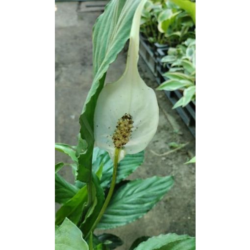 Vitorlavirág - Spathiphyllum Alana