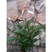 Vitorlavirág - Spathiphyllum 'Alana'