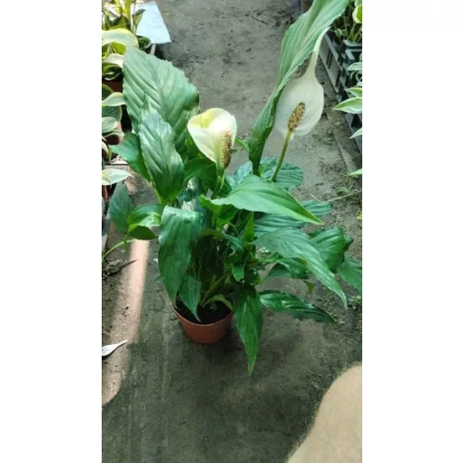 Vitorlavirág - Spathiphyllum Alana
