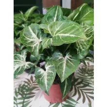 Nyíllevél - Syngonium Arrow