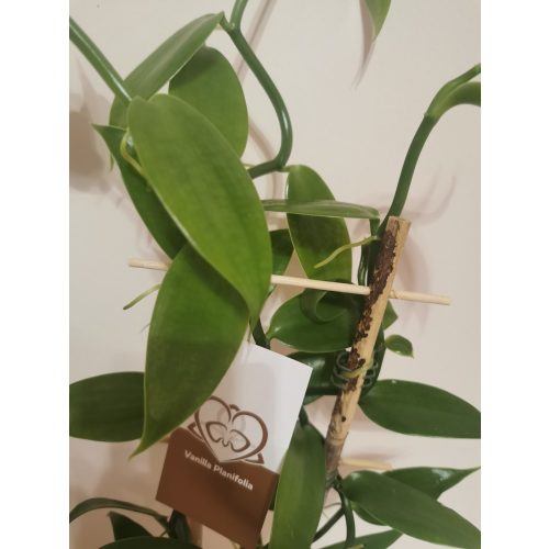 Vanilia planifolia