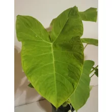 Xanthosoma sagittifolium Lime Zinger