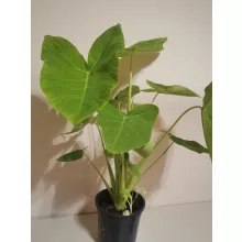 Xanthosoma sagittifolium Lime Zinger