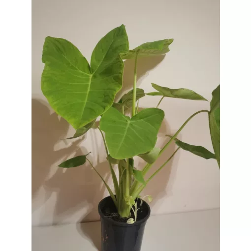 Xanthosoma sagittifolium Lime Zinger