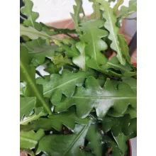 Epiphyllum anguliger