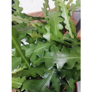 Epiphyllum anguliger