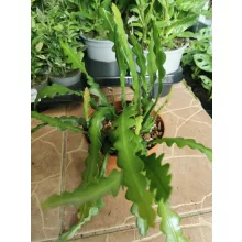 Epiphyllum anguliger