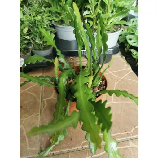 Epiphyllum anguliger