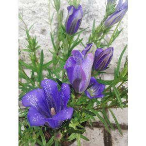 Gentiana pneumonanthe - Tárnics