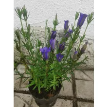 Gentiana pneumonanthe - Tárnics