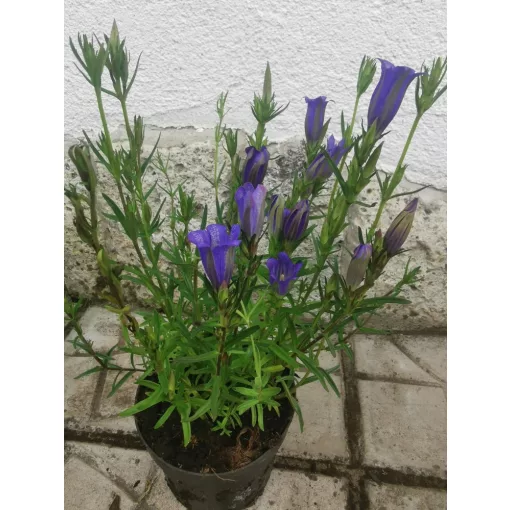 Gentiana pneumonanthe - Tárnics