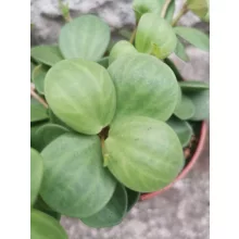 Peperomia Hope