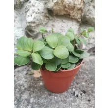 Peperomia Hope