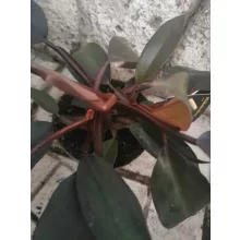 Philodendron New Red