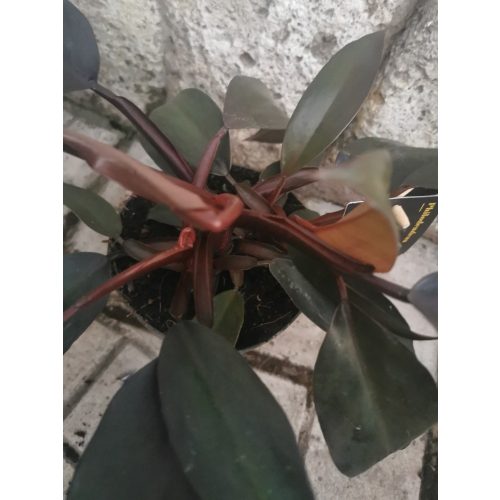 Philodendron 'New Red'
