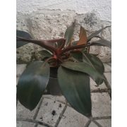 Philodendron 'New Red'