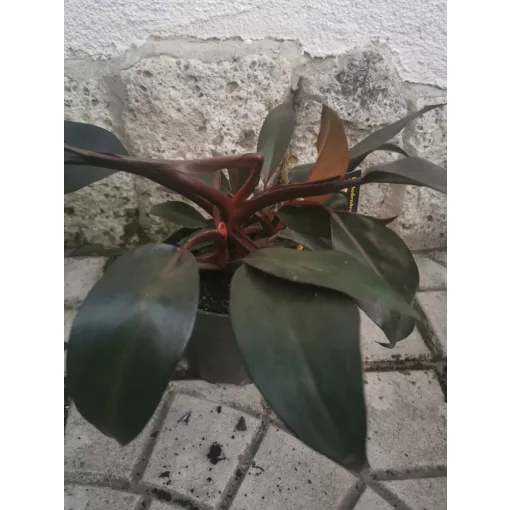 Philodendron New Red