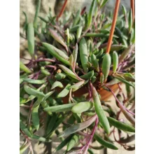 Banánfüzér - Senecio herreianus Purple Flush