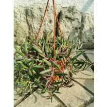 Banánfüzér - Senecio herreianus Purple Flush