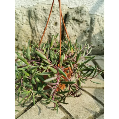 Banánfüzér - Senecio herreianus Purple Flush