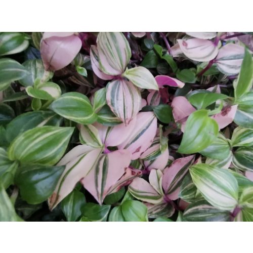 Pletyka - Tradescantia fluminensis 'Quadricolor'