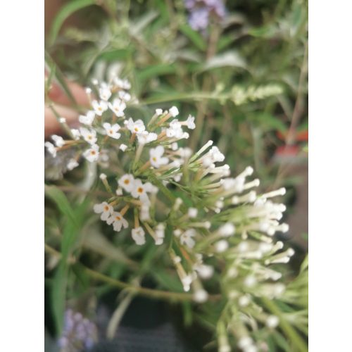 Nyáriorgona - Buddleia davidii 'Nanho White'