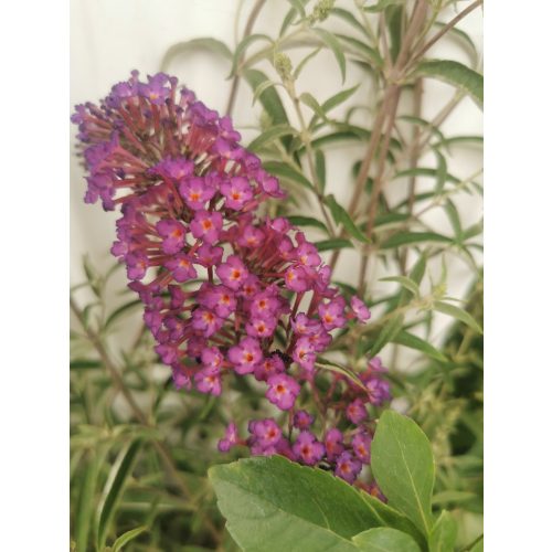 Nyáriorgona - Buddleia davidii 'Nanho Purple'